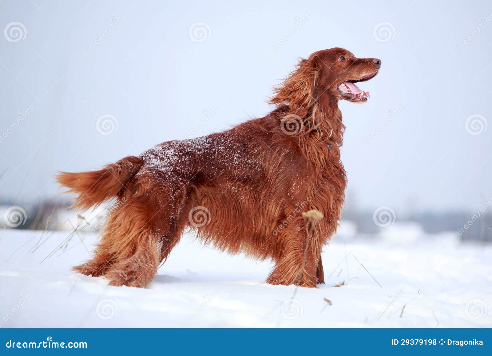 Perro setter irlandés rojo foto de archivo. Imagen de irlandés - 29379198, image size:1600x1157
