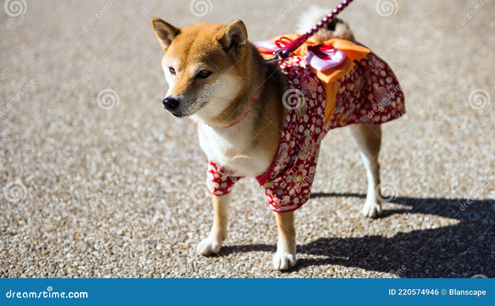Morbosidad Grifo necesidad Perro Shiba Inu Con Disfraz De Yukata Japonés Foto de archivo - Imagen de  perrito, belleza: 220574946