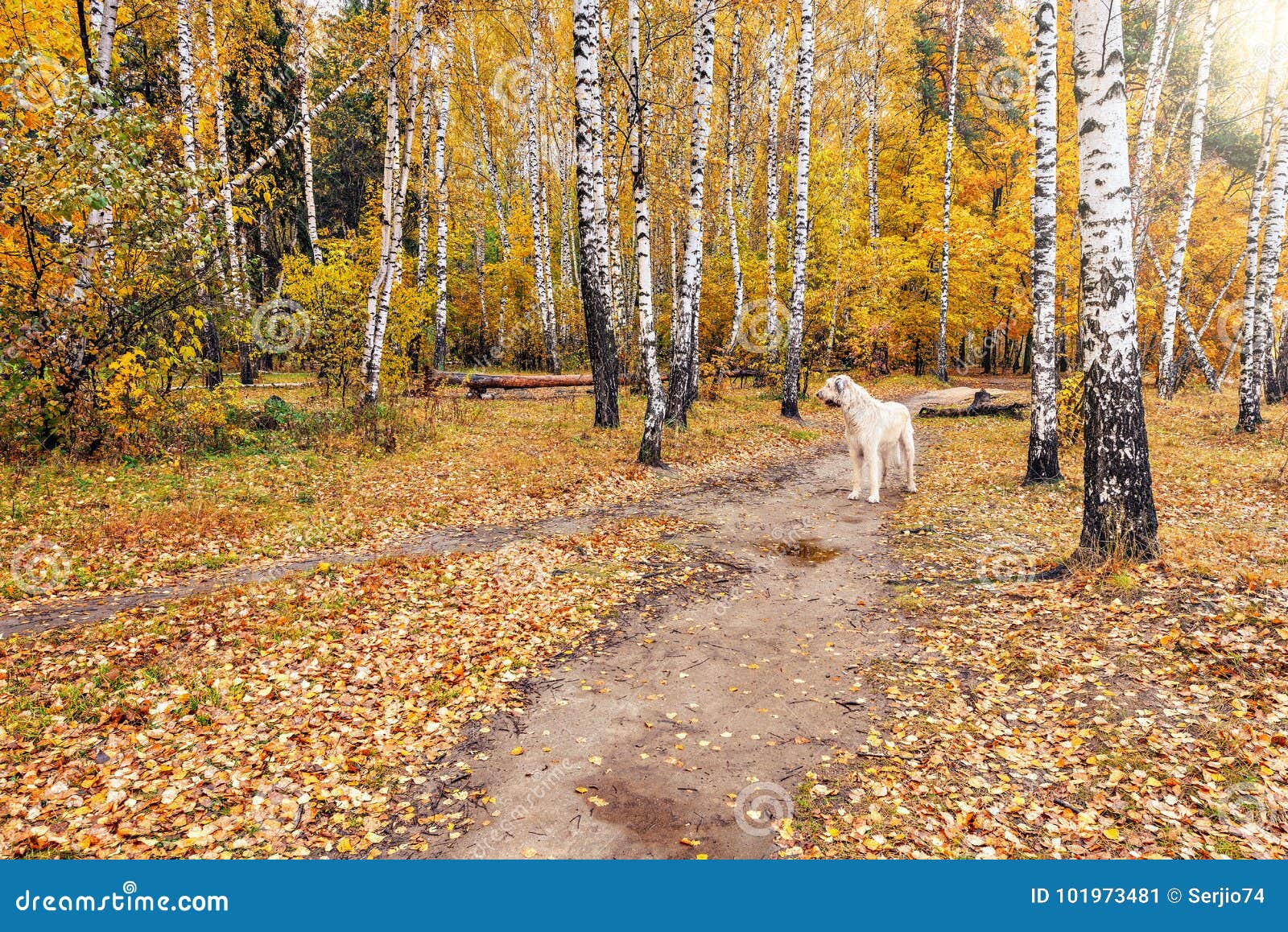 Perro solo en la trayectoria en el bosque del otoño