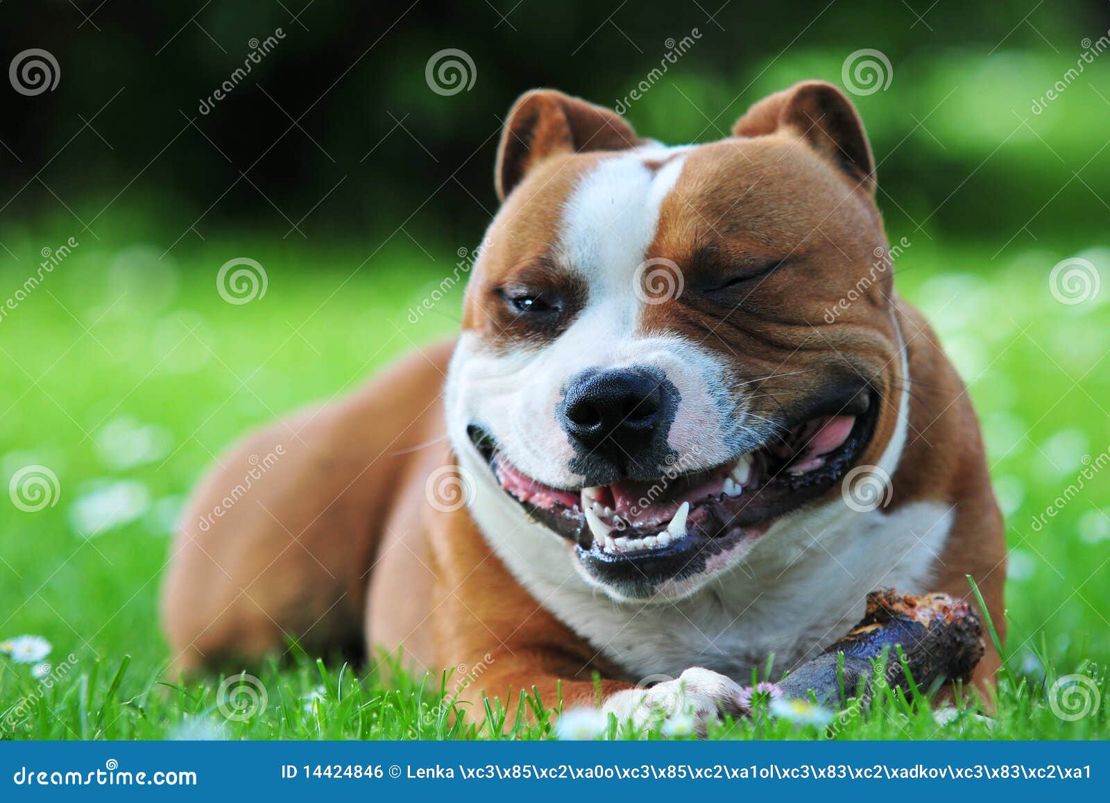 Perro Sonriente Foto De Archivo. Imagen De Margarita - 14424846