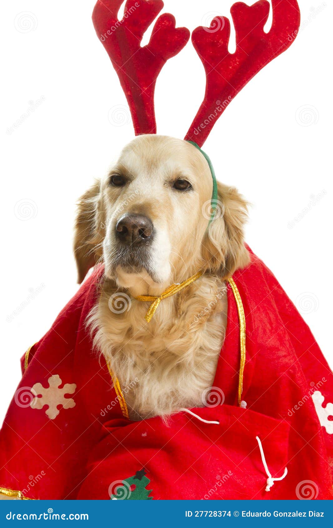 Español Deformar Melancolía Perro Vestido Como Papá Noel Foto de archivo - Imagen de animal, disfraz:  27728374