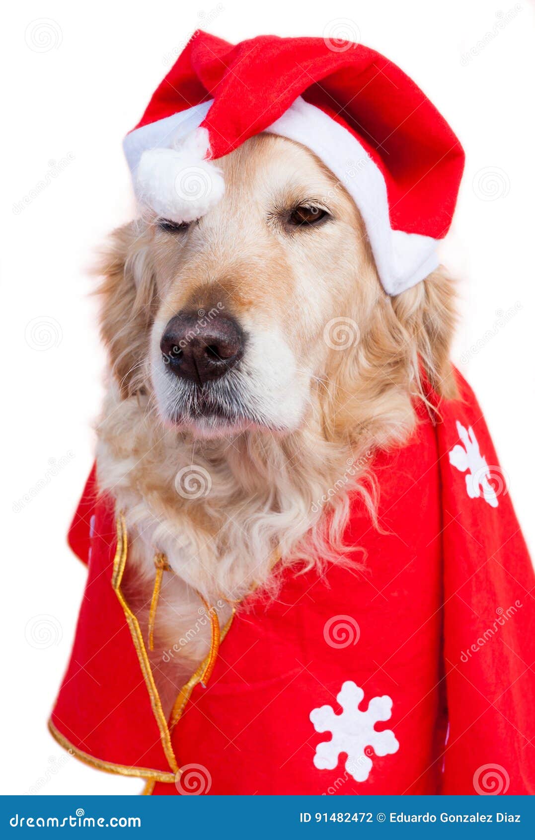 Inclinado Caracterizar Trascendencia Perro Vestido Como Papá Noel Foto de archivo - Imagen de santa, reno:  91482472