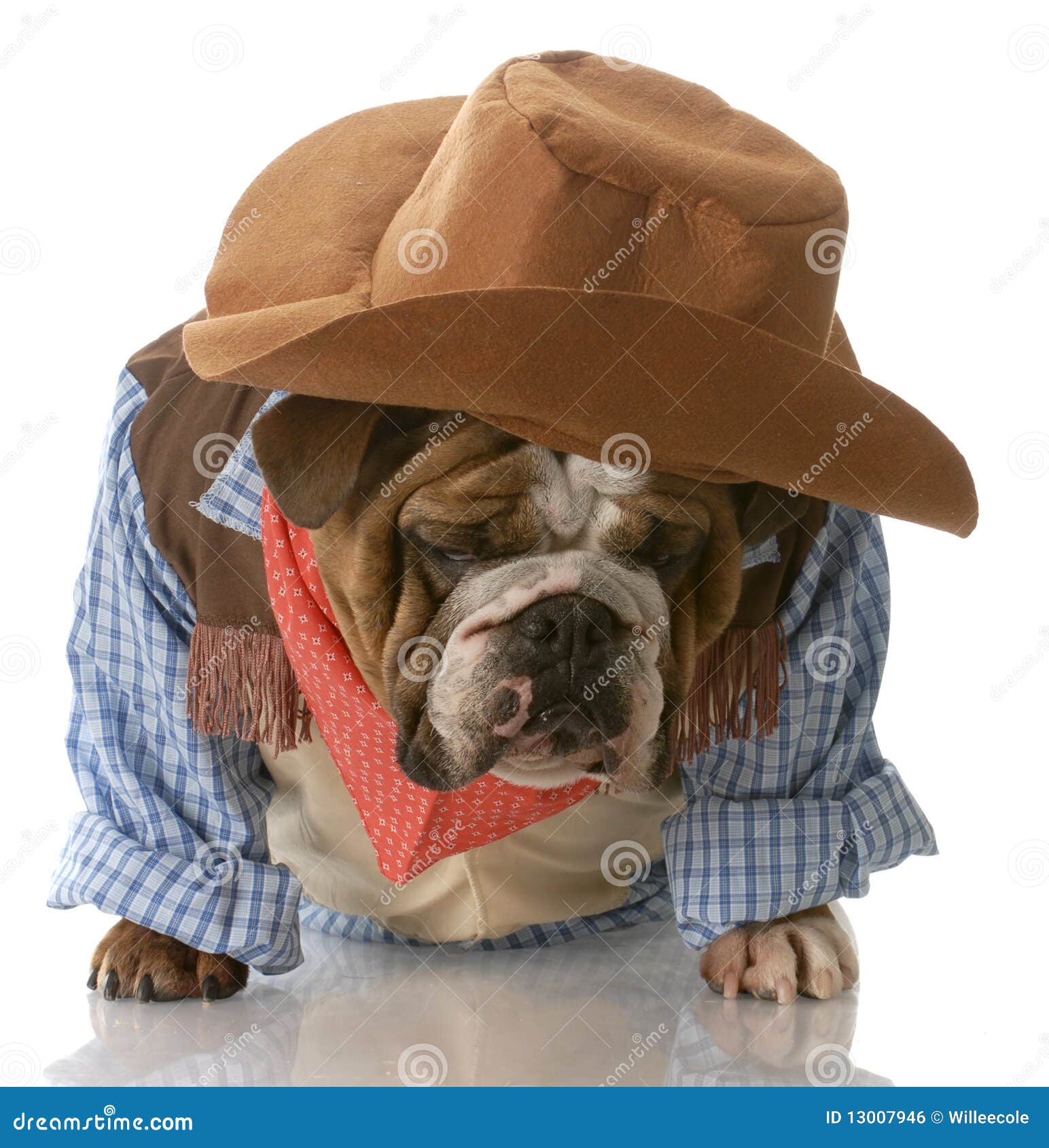 Perro Vestido Encima Como Vaquero de archivo - Imagen patas: 13007946