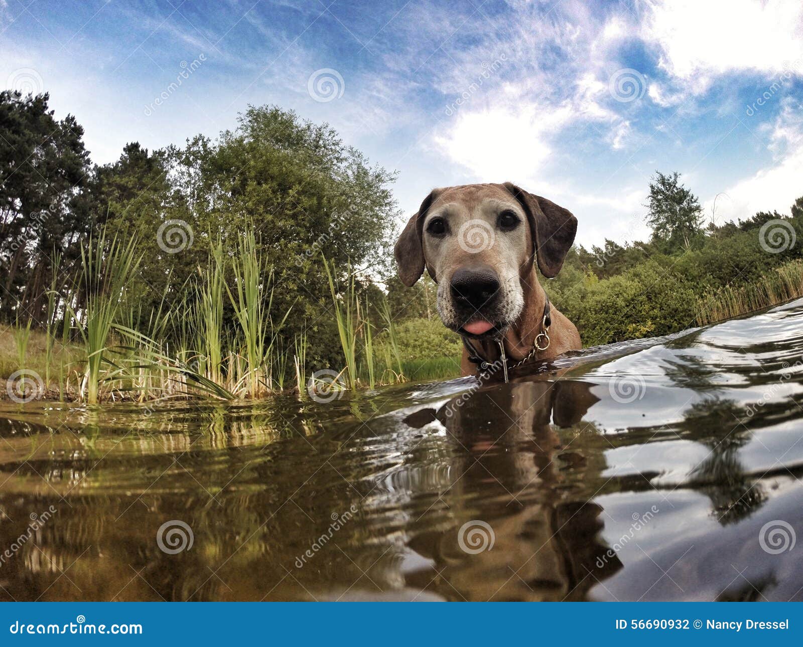 Perro viejo adorable de la hembra de Rhodesian Ridgeback. Un perro de caza viejo adorable de Rhodesian Ridgeback en agua Los doce años de la hembra están pareciendo lindos mientras que se colocan afuera en el agua Ella tiene una expresión agradable en su cara hermosa Ojos brillantes del marrón que miran derecho Imagen tomada con una cámara de la acción de GoPro con un lense ultra ancho