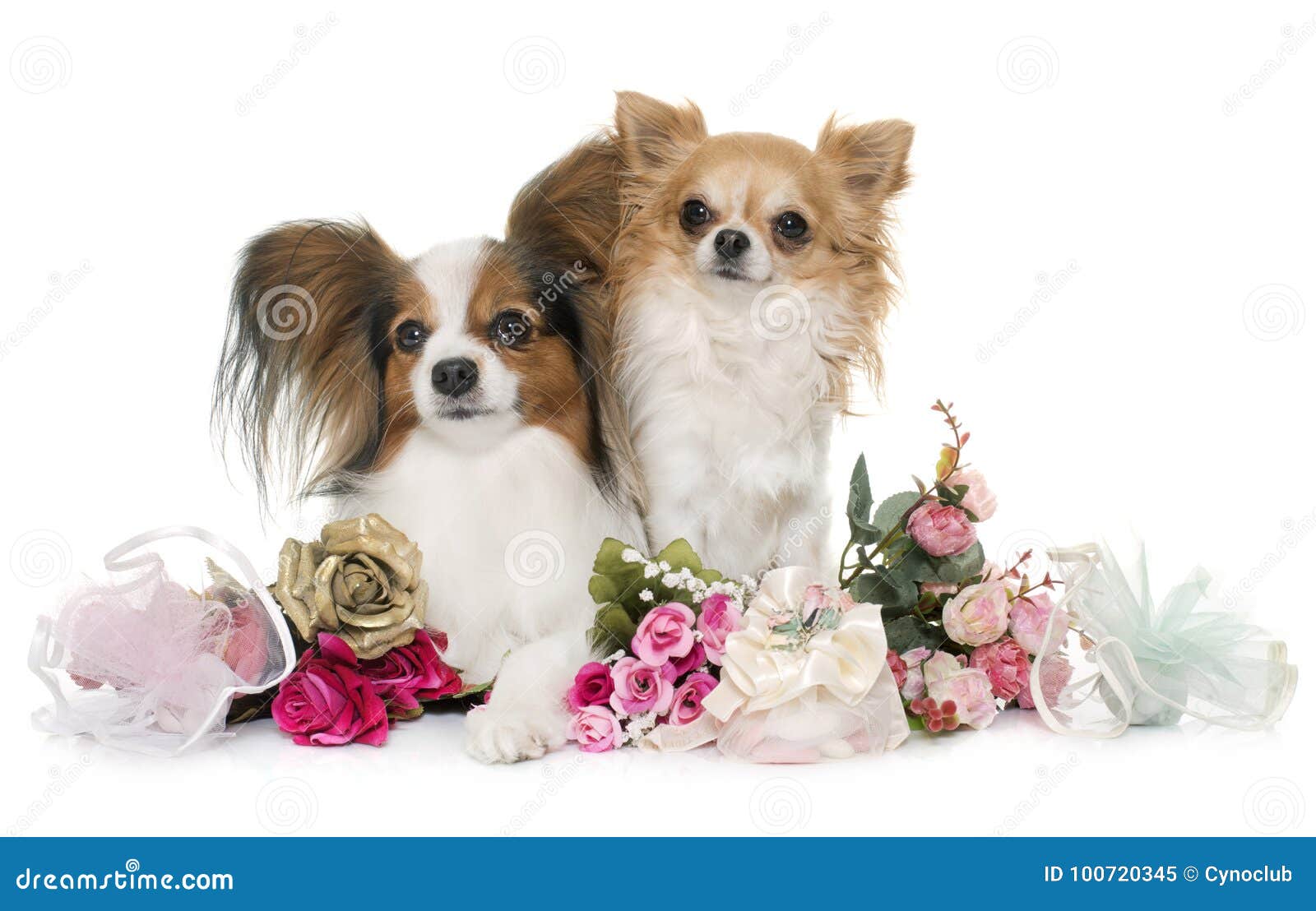 Perro Y Chihuahua De Papillon Imagen de archivo - Imagen de adulto,  almendra: 100720345, image size:1600x1108