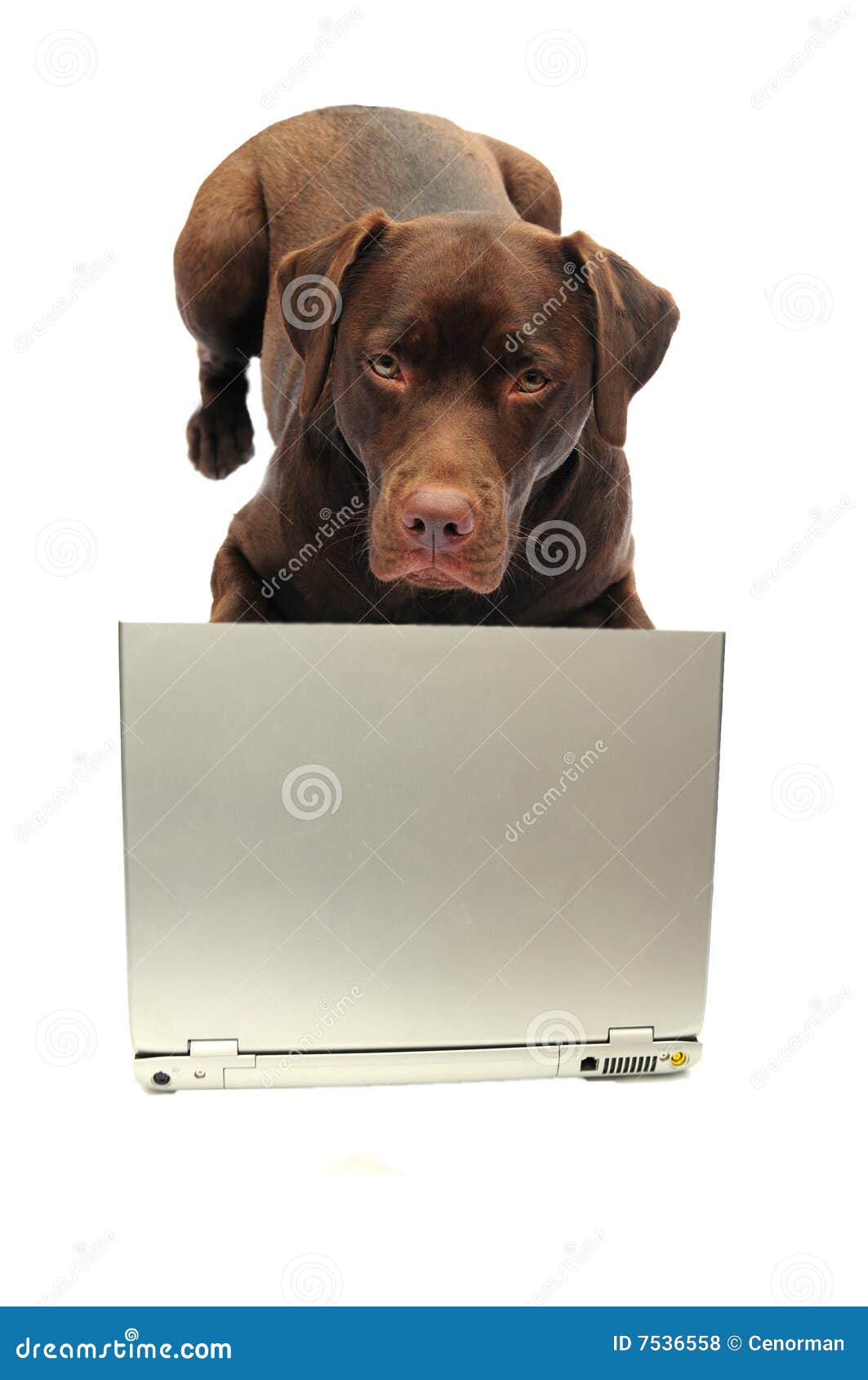 Perro y computadora portátil. Labrador listo usando una computadora portátil en blanco