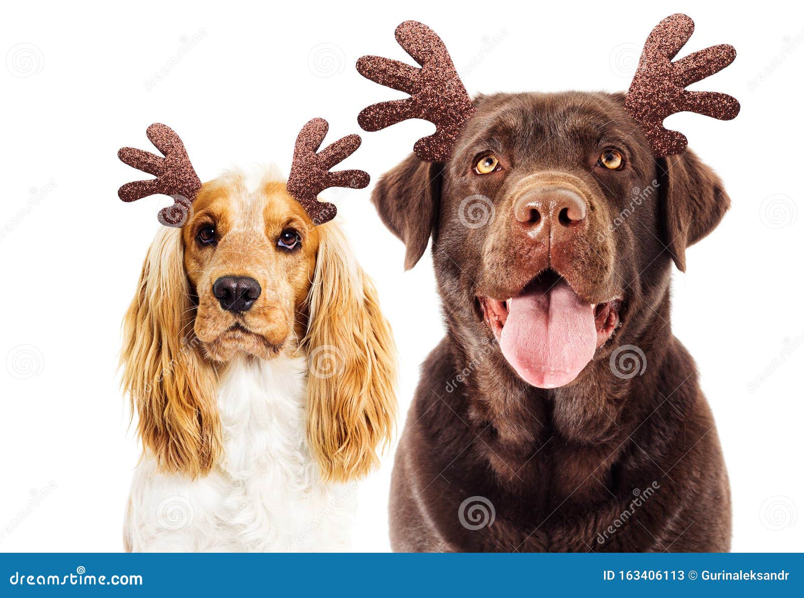 maquinilla de afeitar Avanzar Fatídico Perro Y Cuernos De Ciervo De Año Nuevo Imagen de archivo - Imagen de  perrito, invierno: 163406113