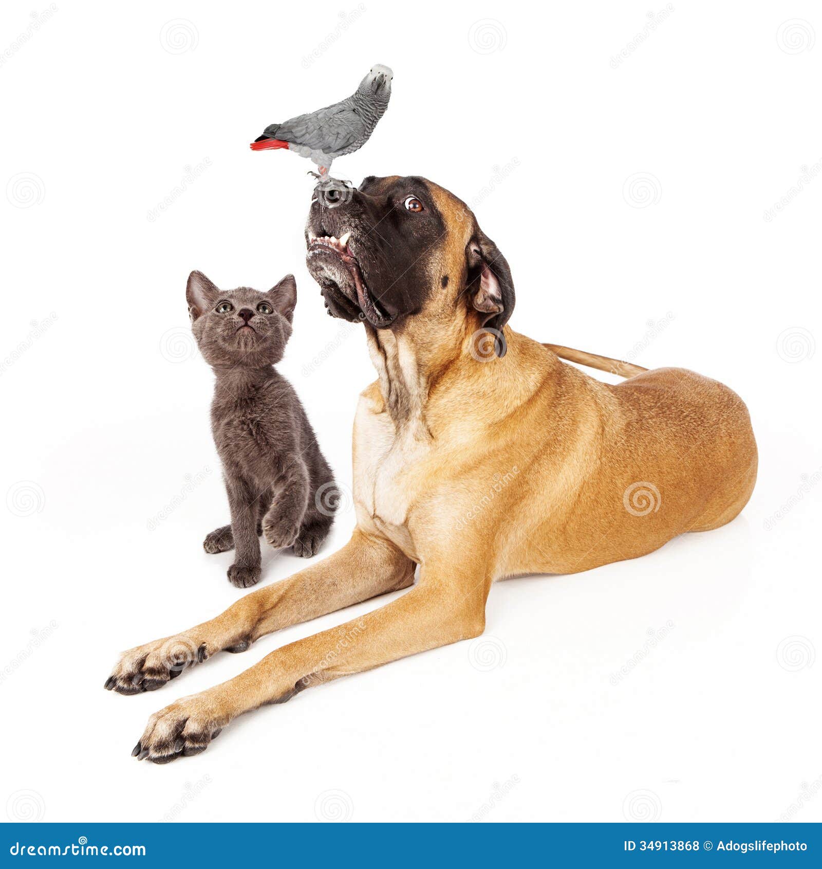 Perro Y Gato Mirando Un Pájaro Foto de archivo - Imagen de loro, canino:  34913868, image size:1600x1690