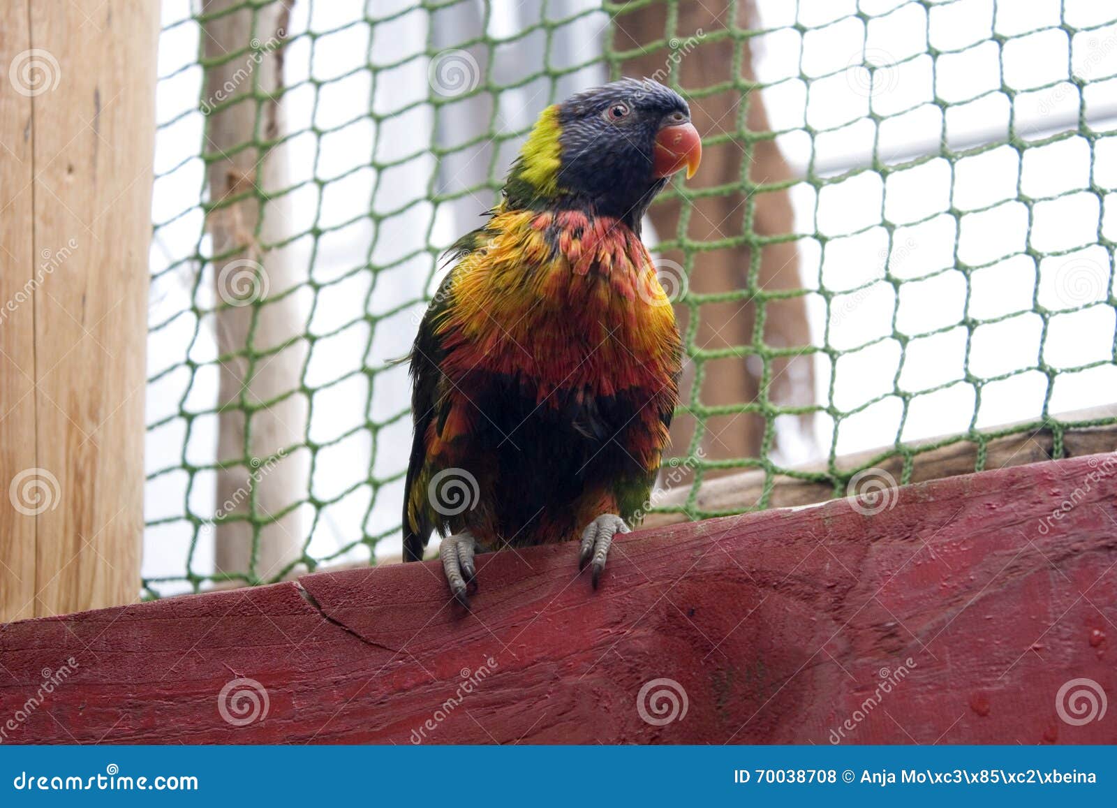 Perroquet Coloré De Lories Doiseau Photo Stock Image Du