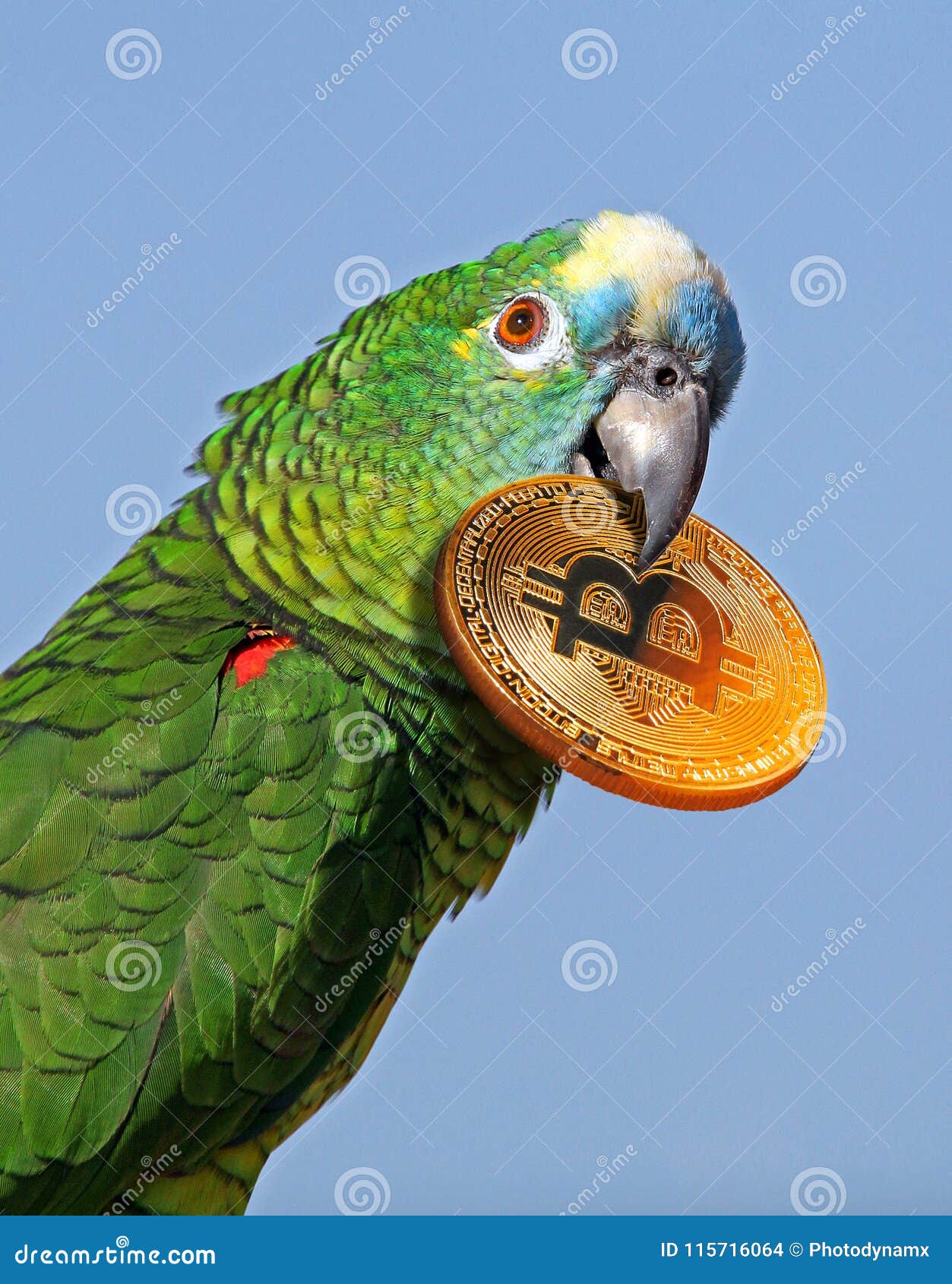Perroquet Tropical Tenant Le Cryptocurrency De Bitcoin Dans Le Bec Photo  stock - Image du industries, type: 115716064