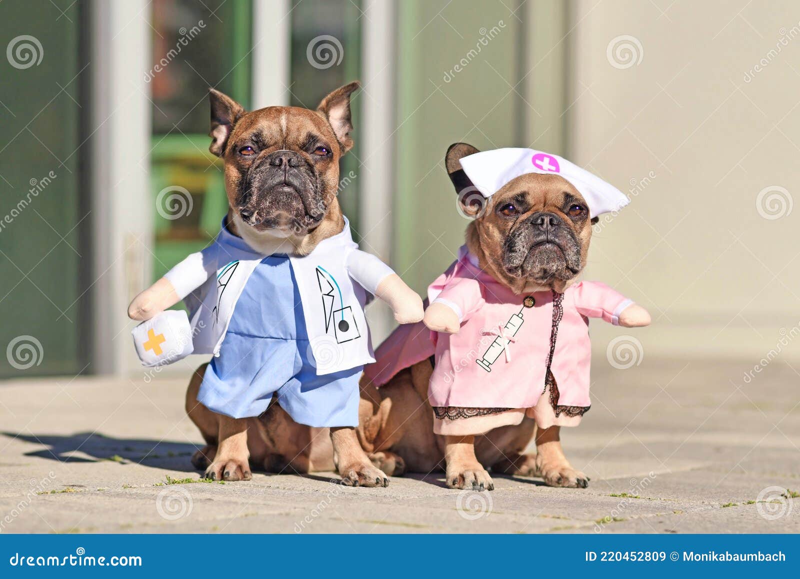 Separación Puerto Giotto Dibondon Perros Bulldog Franceses Disfrazados Con Disfraz De Médico Y Enfermera  Imagen de archivo - Imagen de doméstico, francés: 220452809
