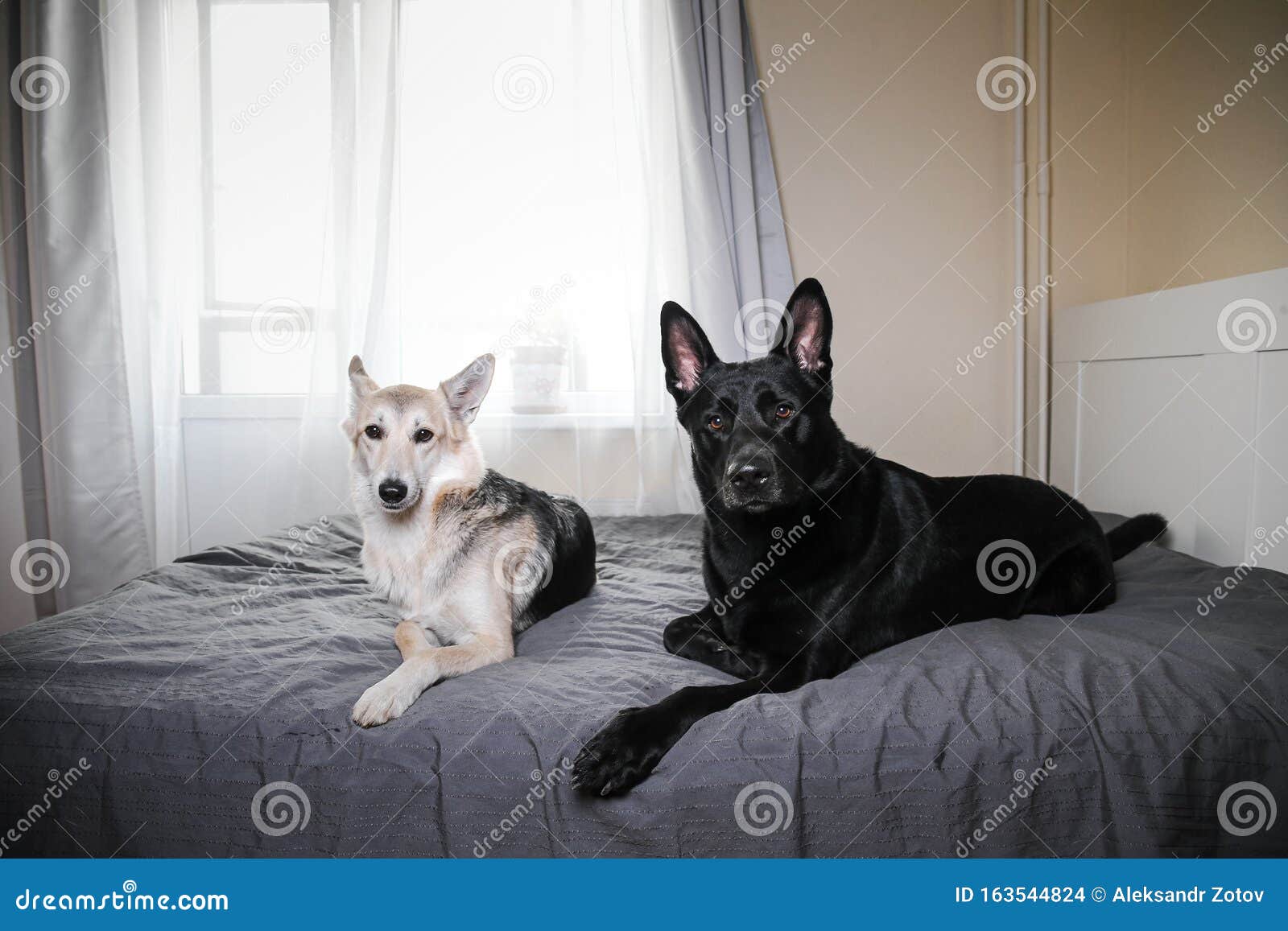 Perros Curiosos Relajándose En La Cama En Casa Foto de archivo - Imagen de  canino, animal: 163544824