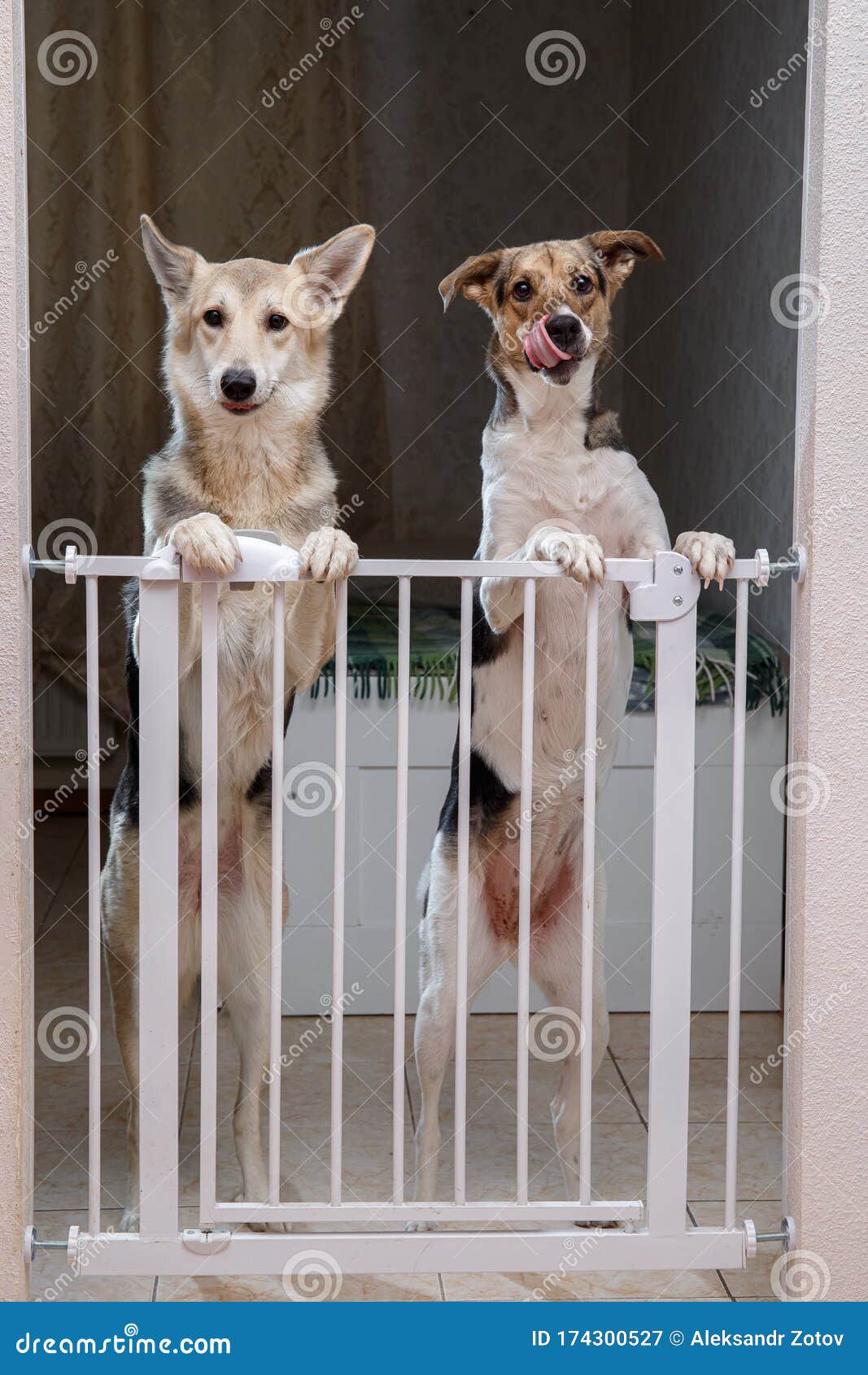 Perros De Pie Detrás De La Puerta De Seguridad En La Habitación Imagen de  archivo - Imagen de perro, apartamento: 174300527