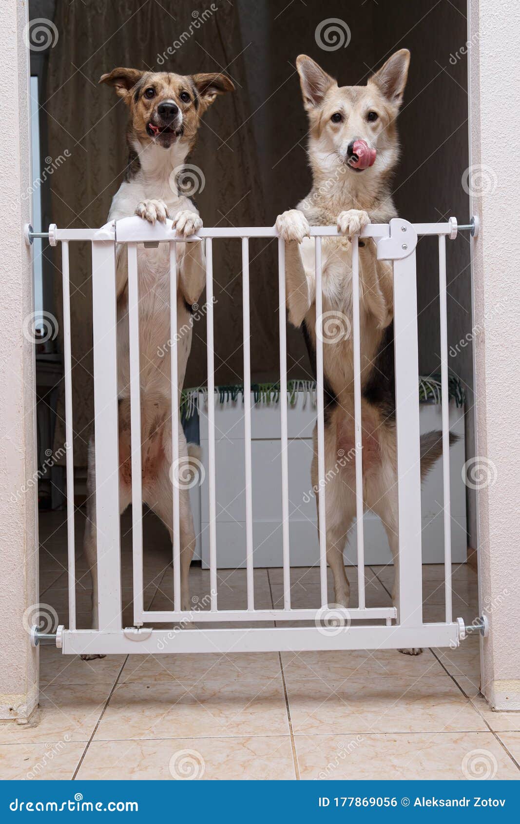 Perros De Pie Detrás De La Puerta De Seguridad En La Habitación Foto de  archivo - Imagen de puerta, copia: 177869056