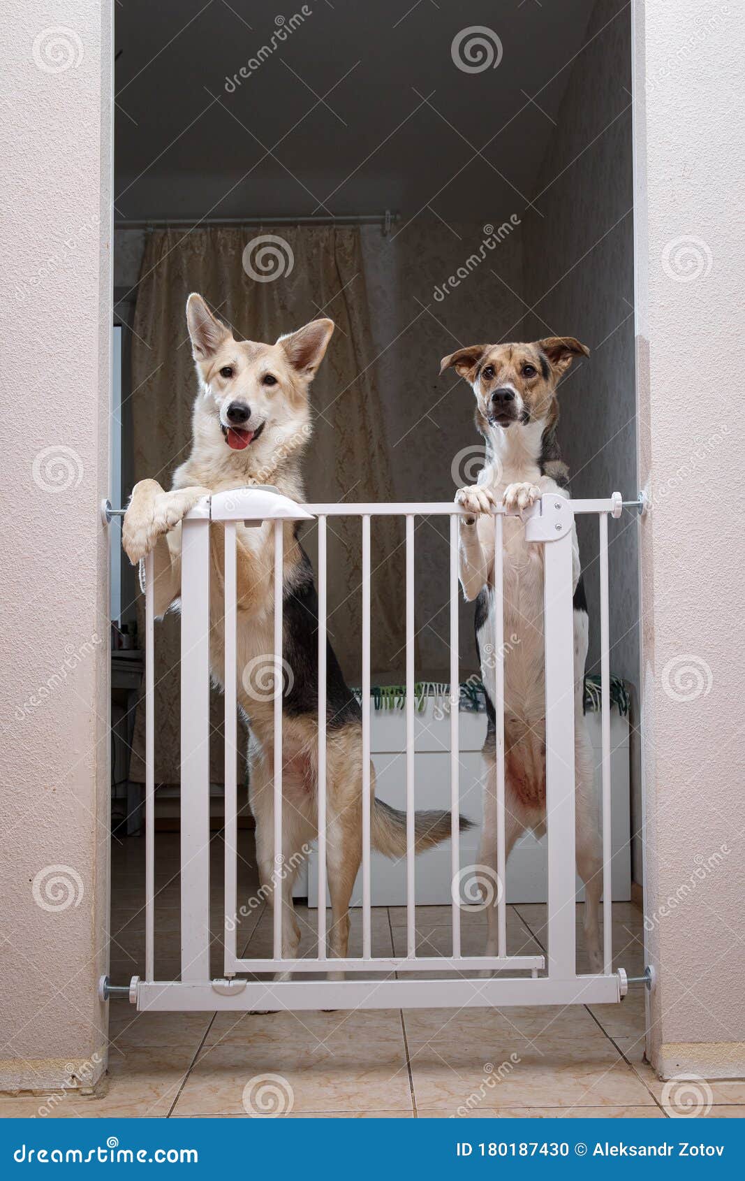 Perros De Pie Detrás De La Puerta De Seguridad En La Habitación Foto de  archivo - Imagen de sitio, doméstico: 180187430