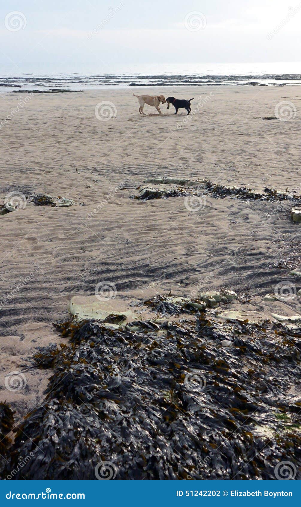 Perros en la playa. Dos perros que juegan en la playa en el dique de los daneses, Bridlington, Yorkshire del este