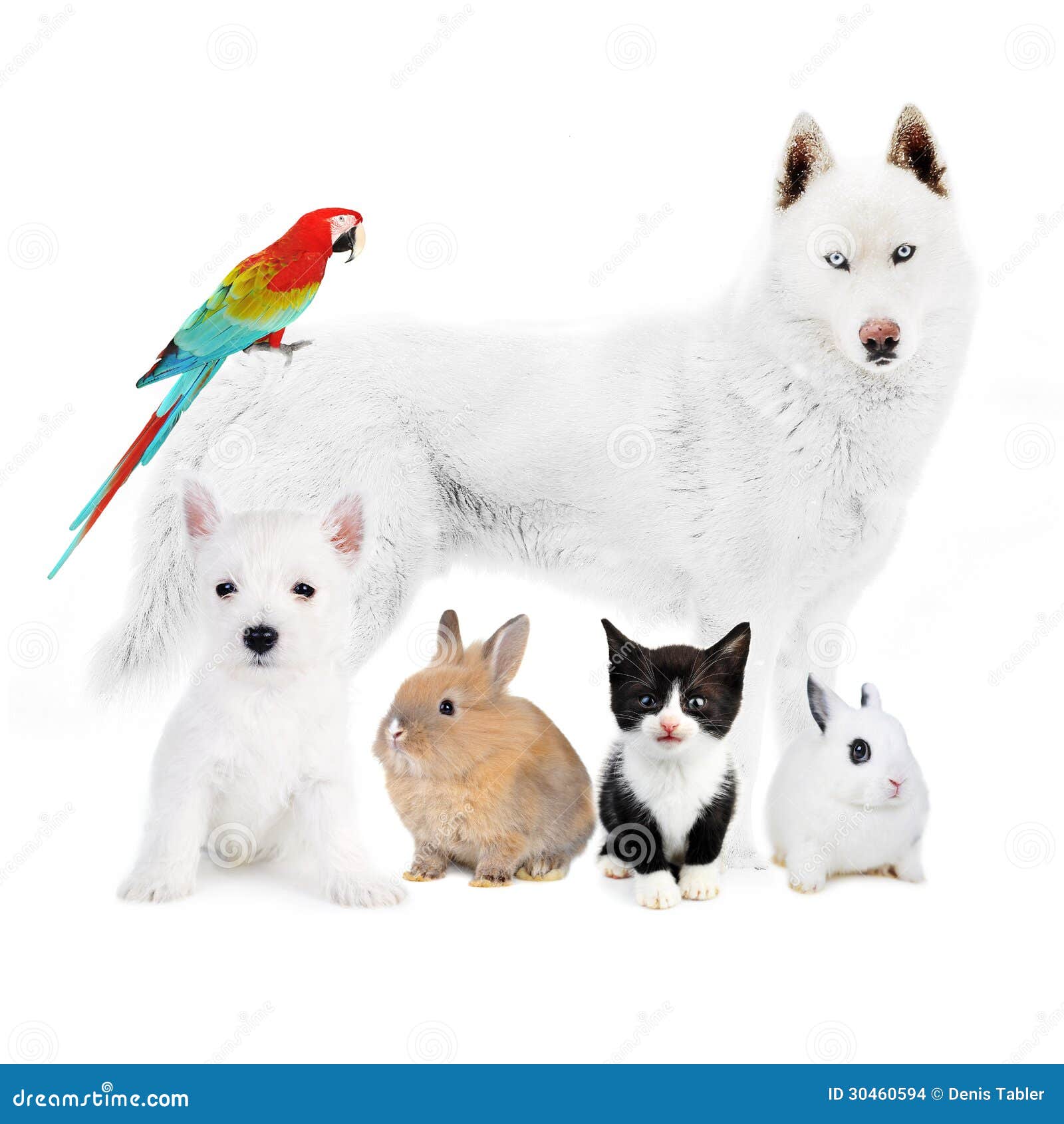 Perros, Gato, Pájaro, Conejos Foto de archivo Imagen de aislado