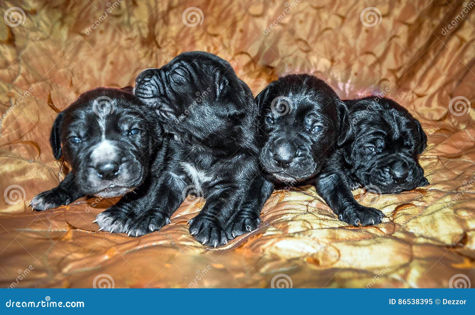 285 Pequenos Perritos Negros Recien Nacidos Fotos Libres De Derechos Y Gratuitas De Dreamstime 285 Pequenos Perritos Negros Recien Nacidos Fotos Libres De Derechos Y Gratuitas De Dreamstime