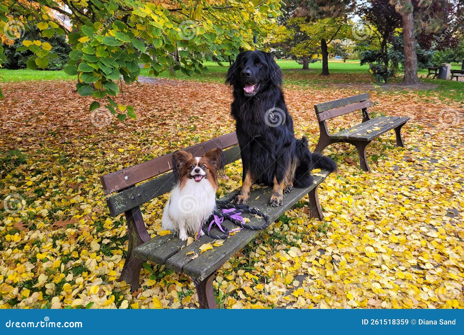Perros Pequeños Y Grandes Sentados En El Banco Del Parque. Paisaje