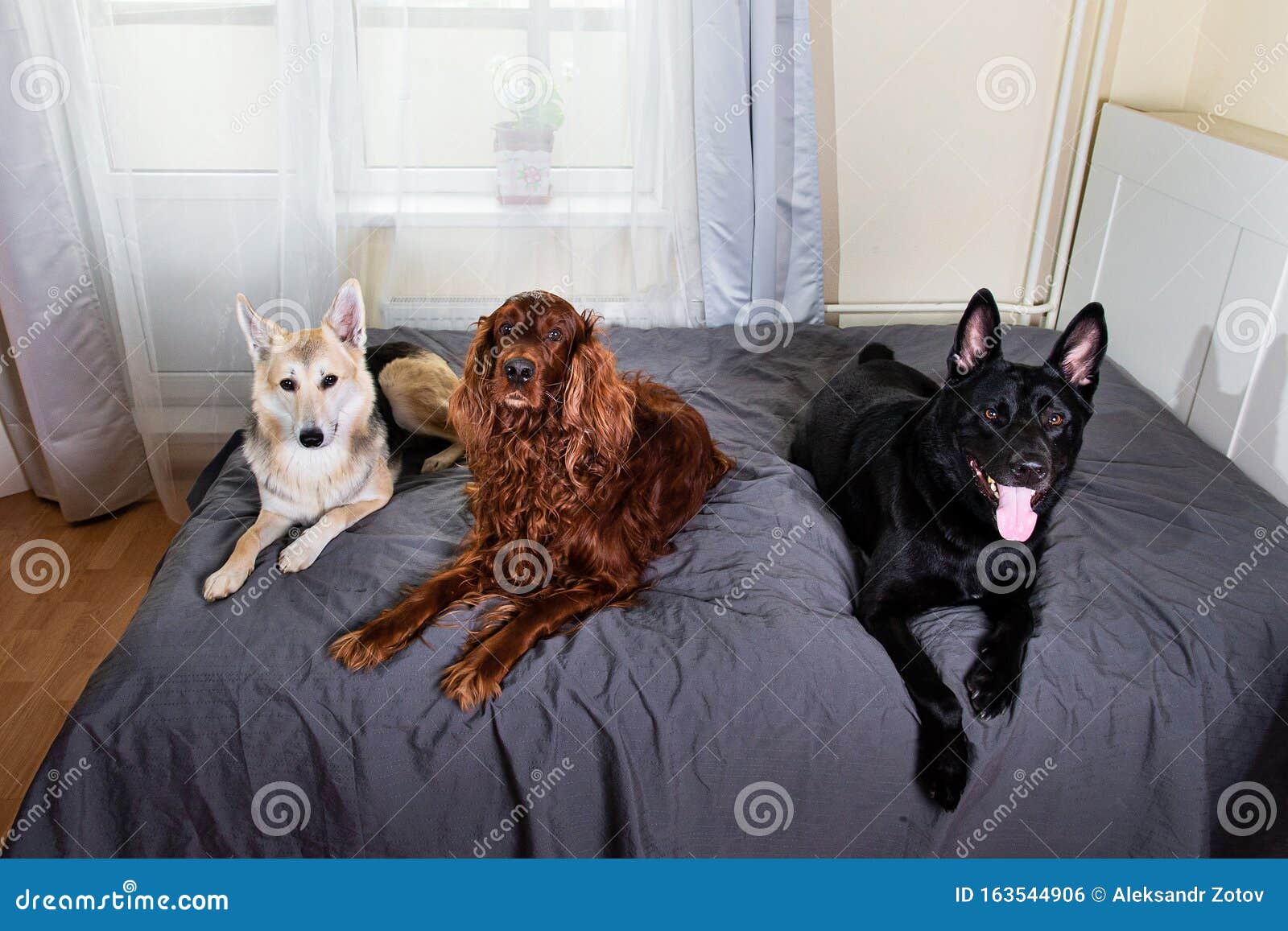 Perros Tranquilos Cuidando La Cama De Amo En Casa Foto de archivo - Imagen  de enangostado, acogedor: 163544906