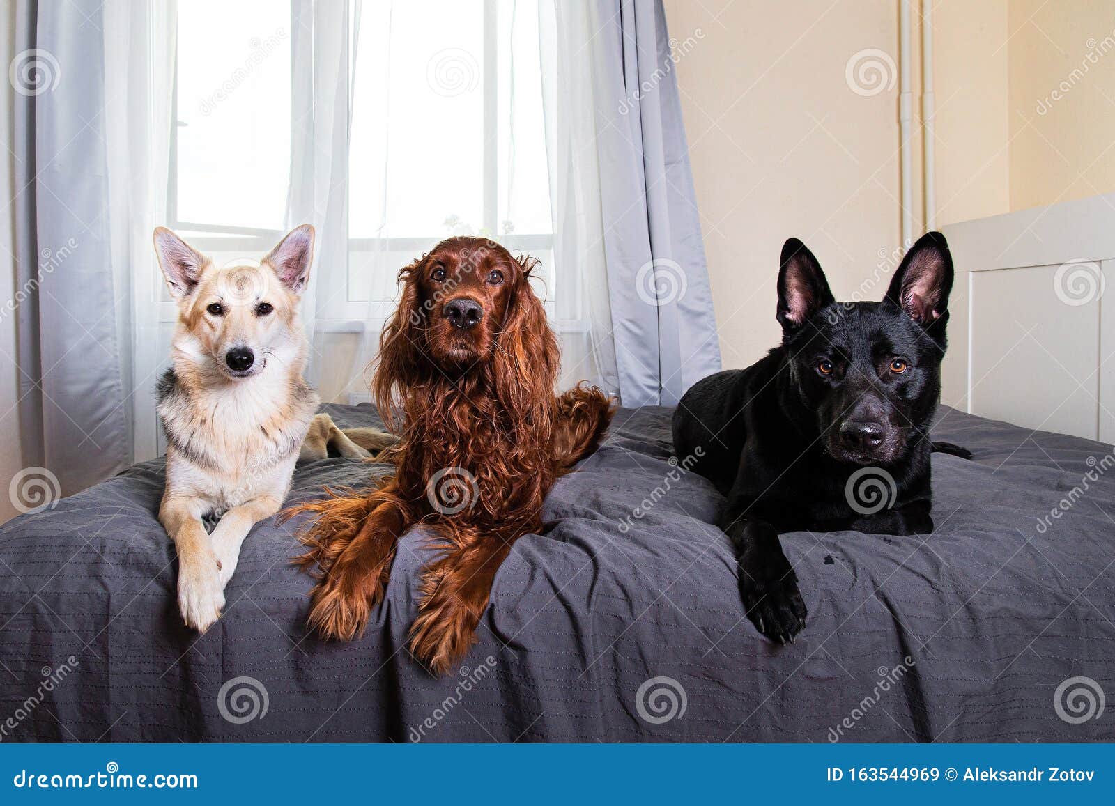 Perros Tranquilos Cuidando La Cama De Amo En Casa Imagen de archivo -  Imagen de curioso, amigo: 163544969
