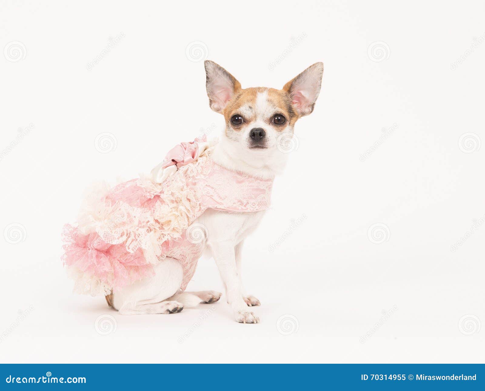 Perros Vestidos De La Chihuahua Imagen de archivo - Imagen de lindo: 70314955