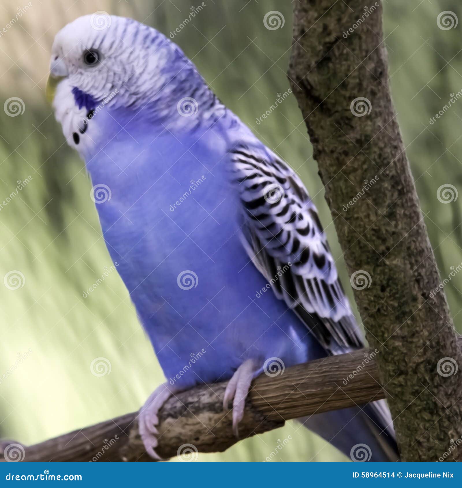 un oiseau Martin le 24 Janvier trouvé par Martine Perruche-bleue-et-blanche-58964514