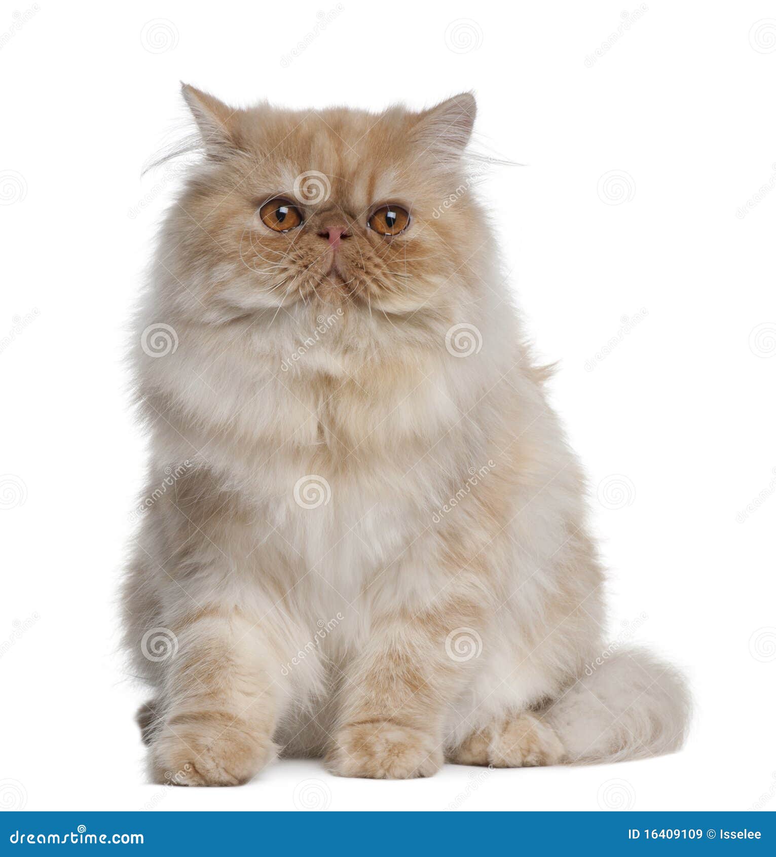 persian cat, 1 year old, sitting