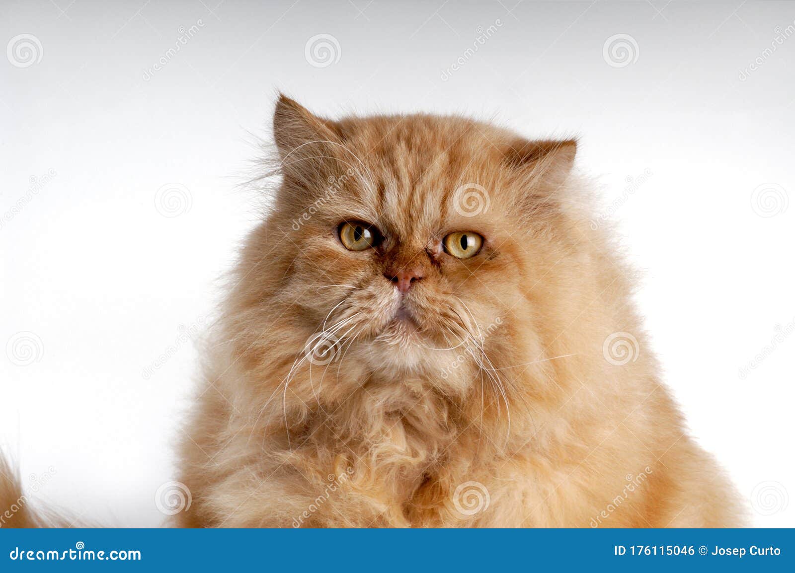 persian cat