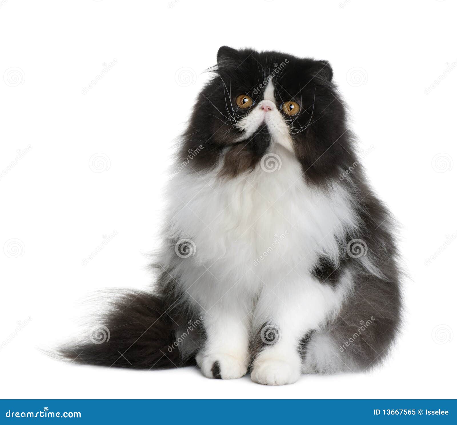 persian cat, 9 months old