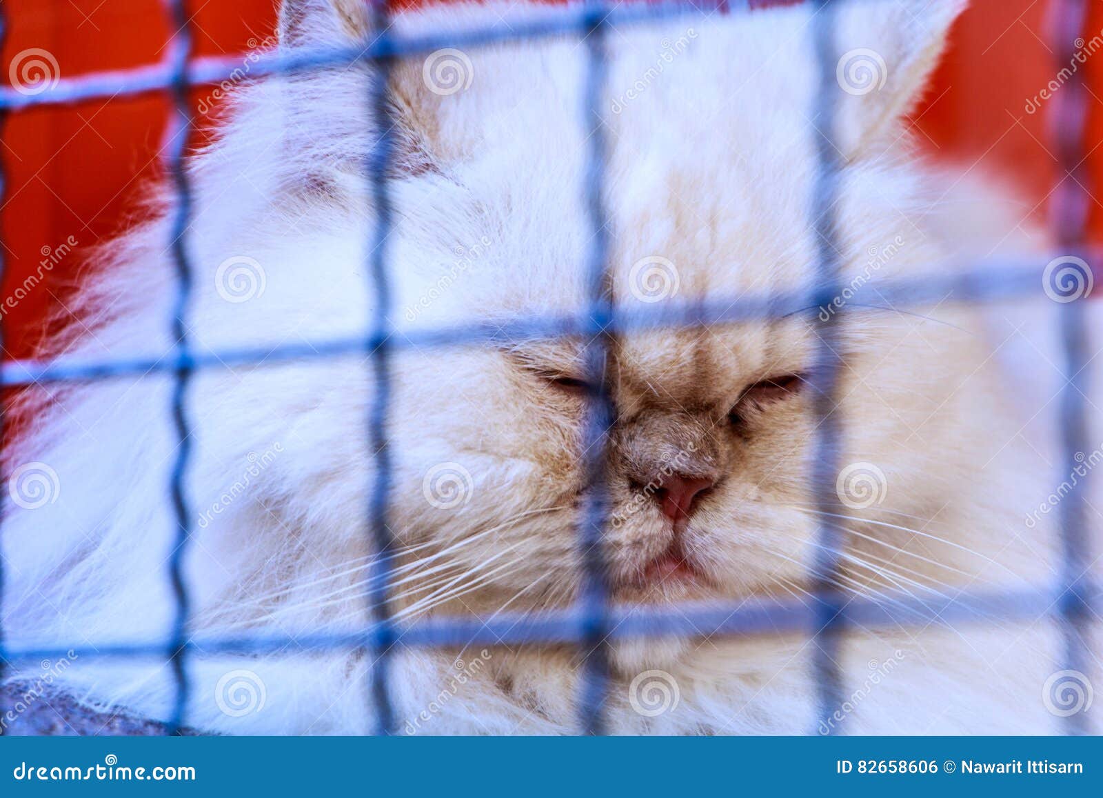 persian cat cage