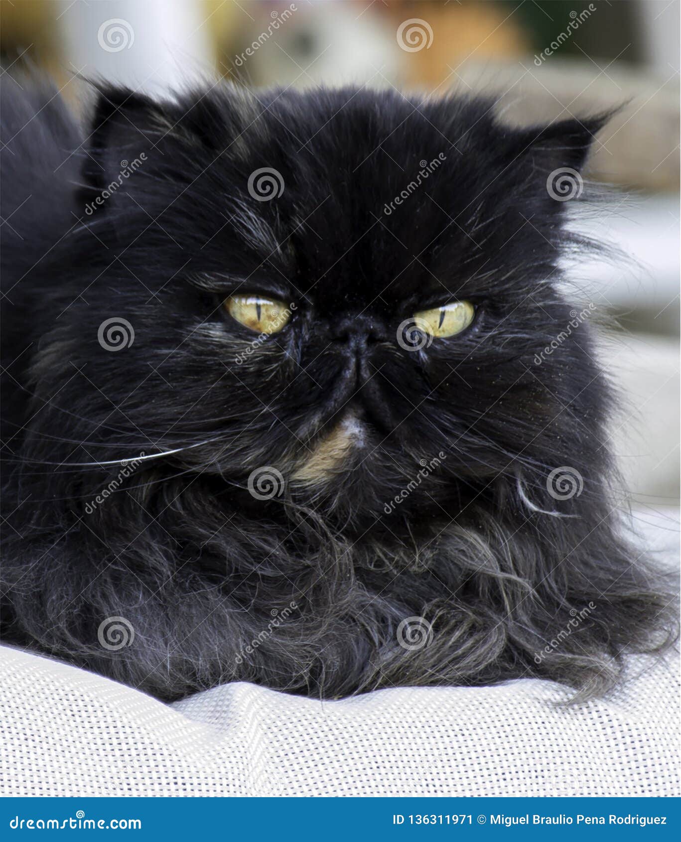 persian cat color dark smoke looking with great interest