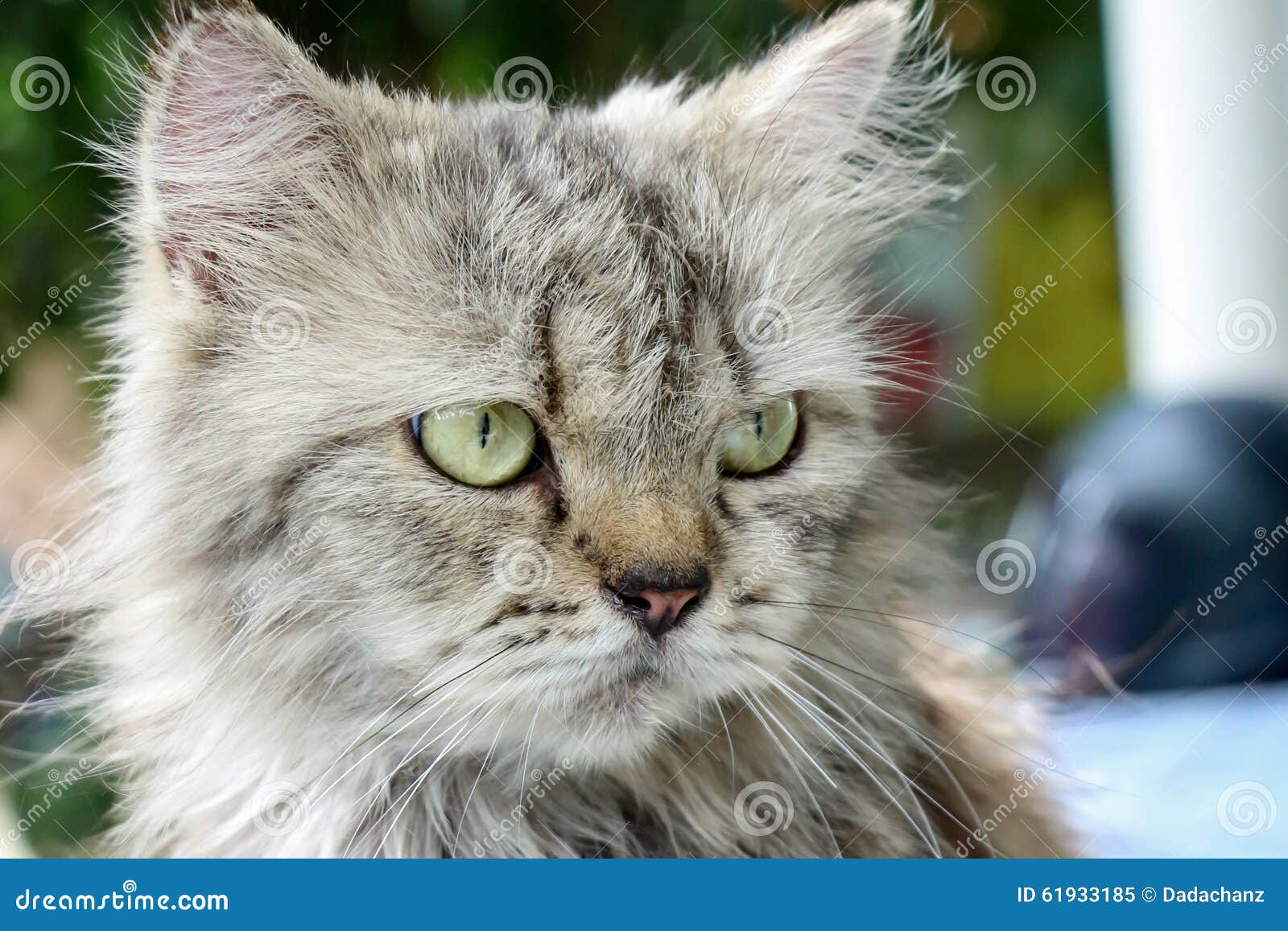 Persian Cat Hairy Cute Cat Stock Image Image of adorable, furry