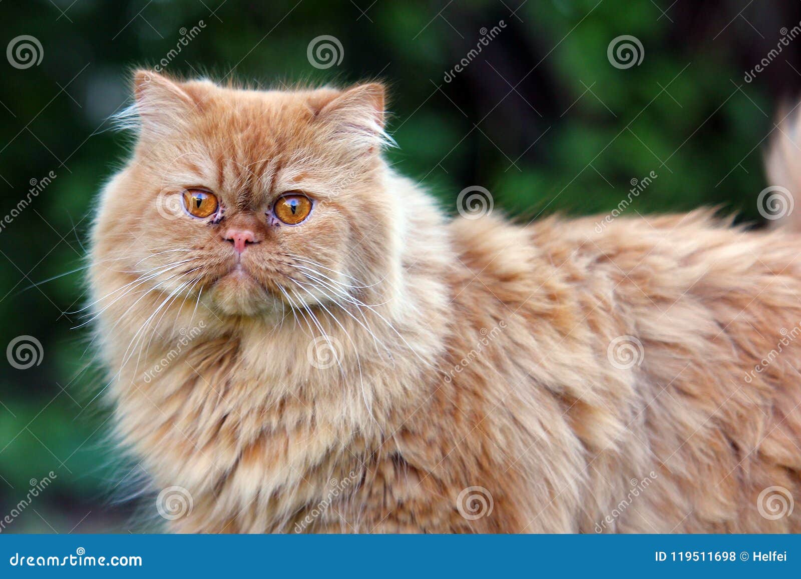 oldest persian cat