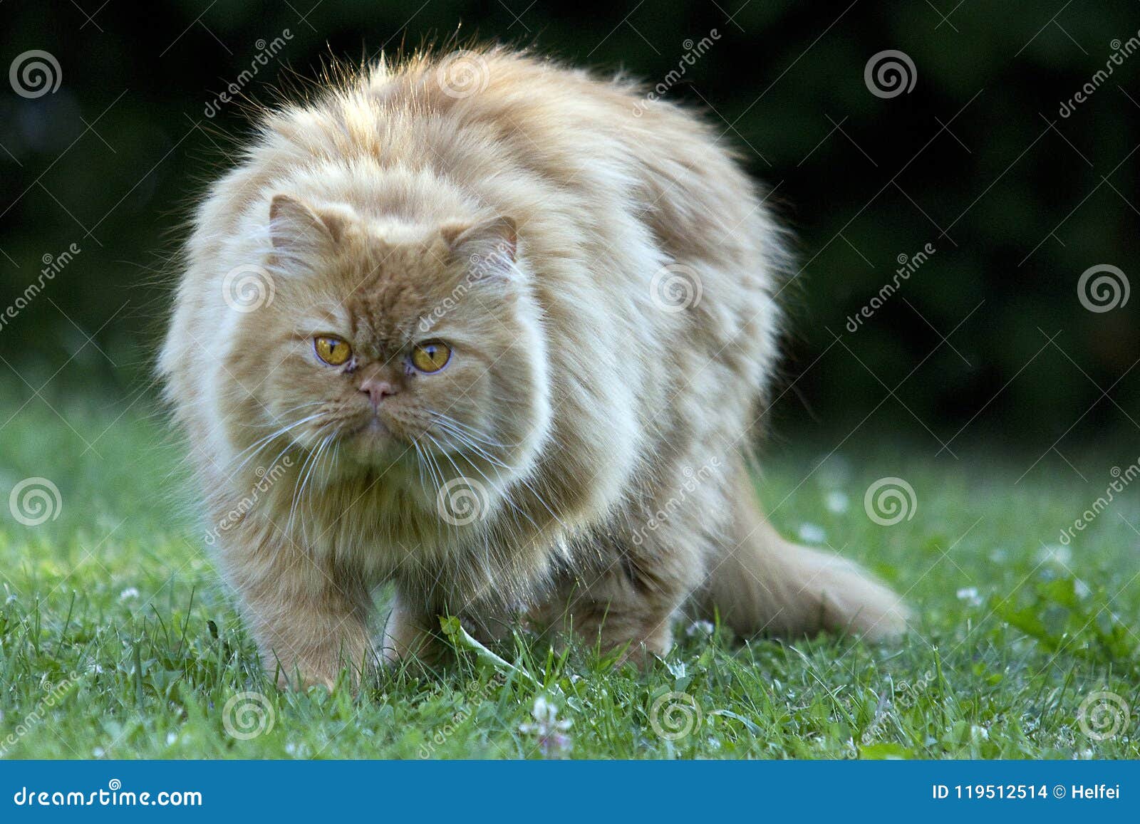 oldest persian cat