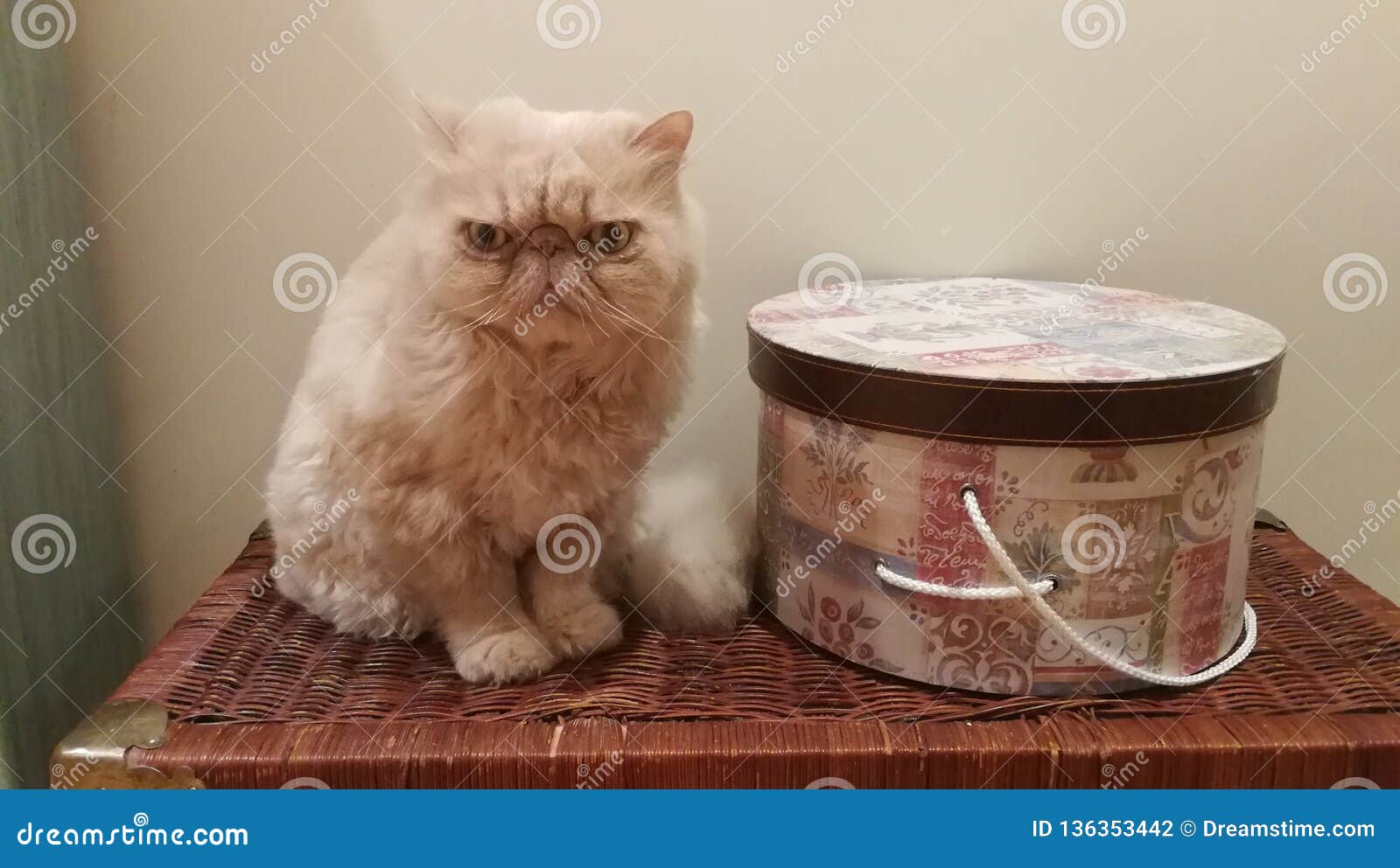 persian cat sit/ gato persa sentado