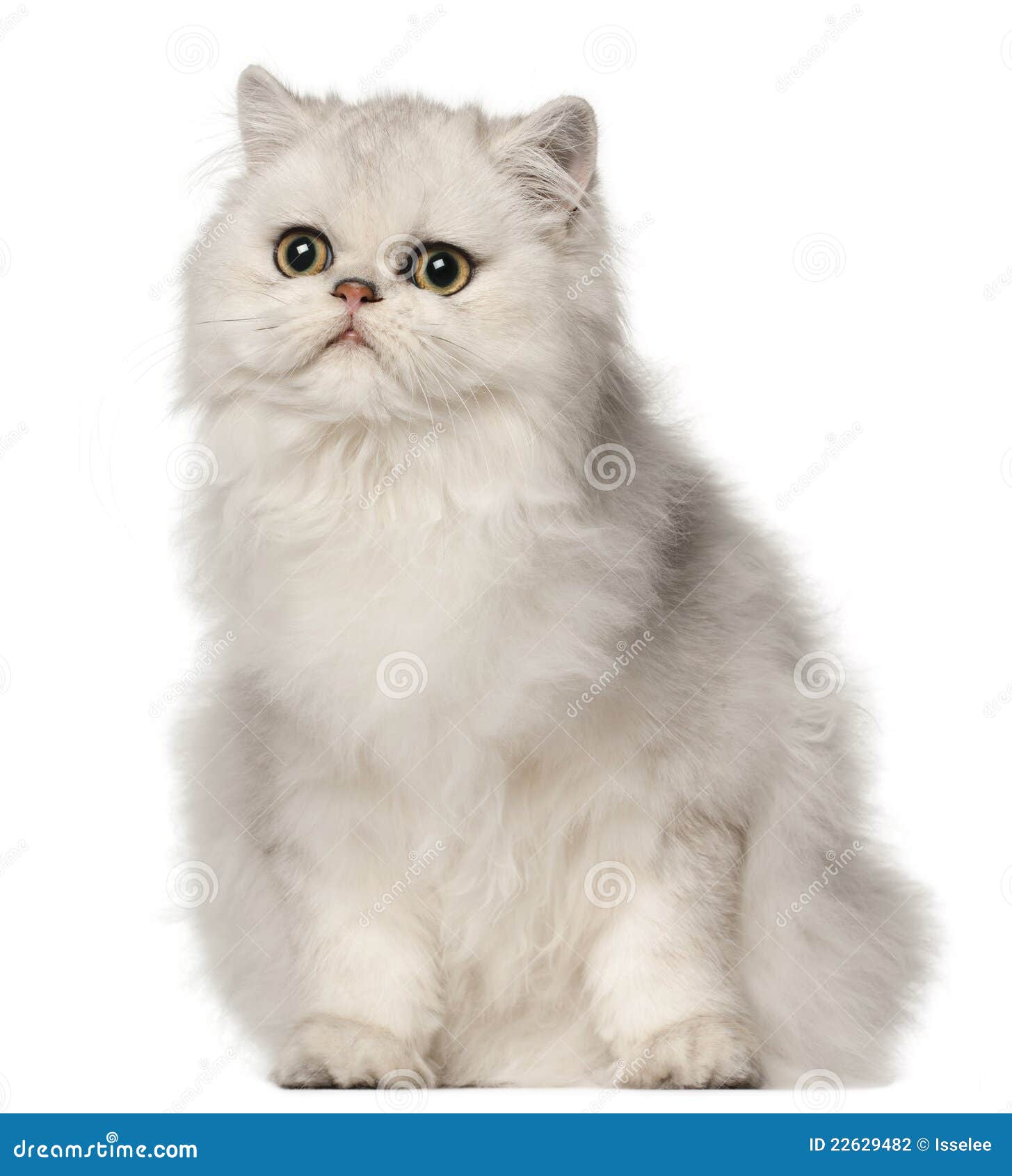 Persian Cat, Sitting In Front Of White Background Stock ...