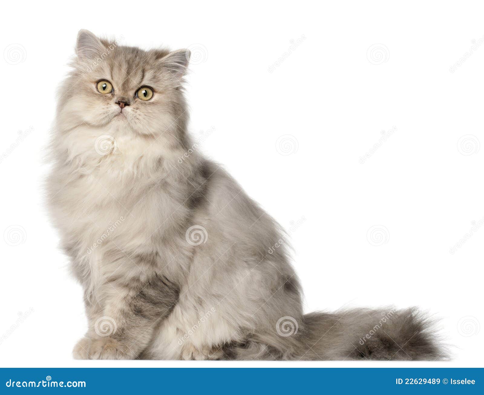 persian cat, sitting in front of white background