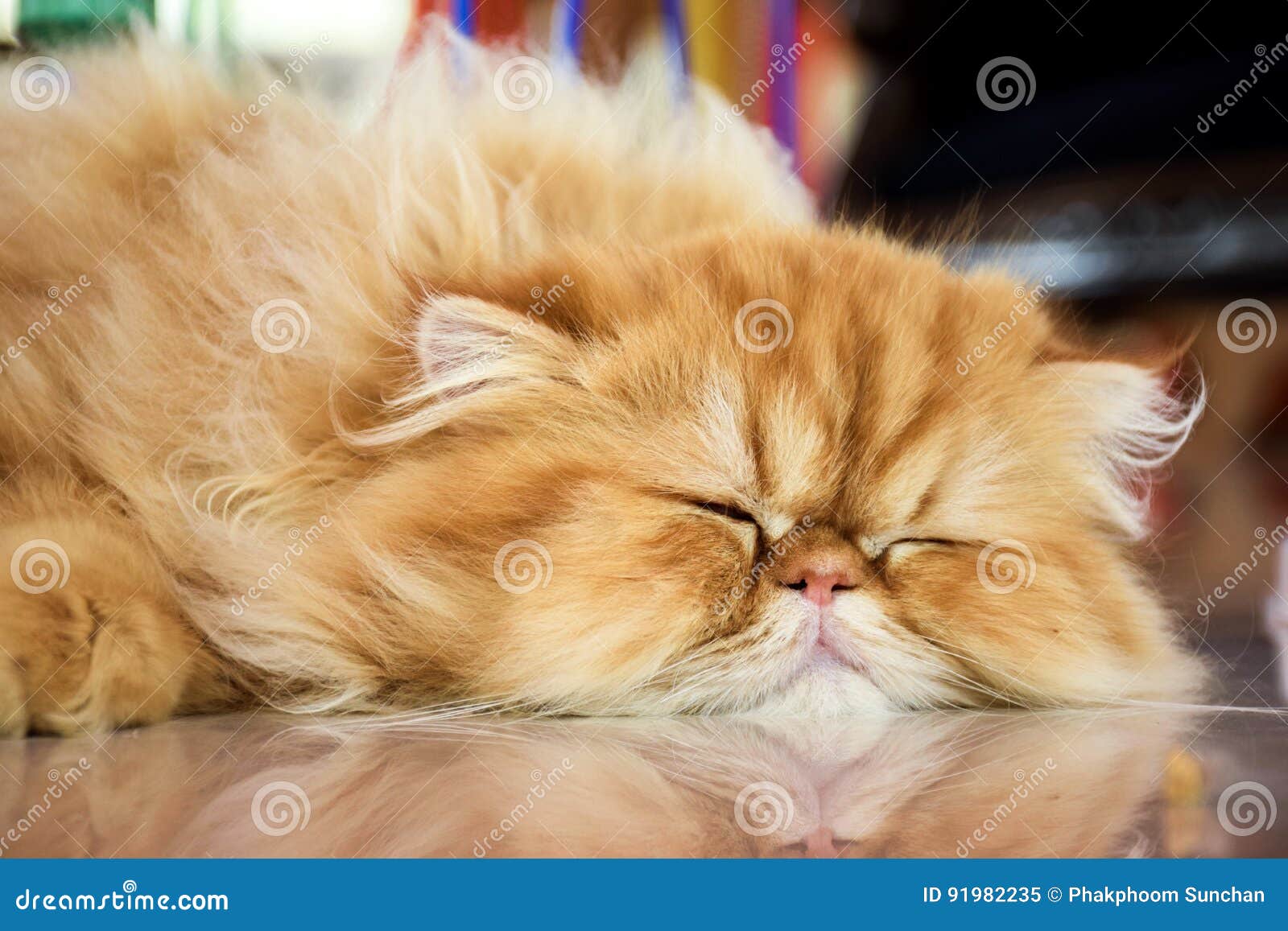 Persian cat editorial image. Image of sleep, brown, persian 91982235