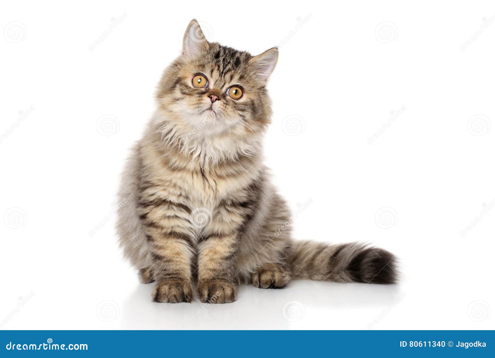 2,446 Persian Shorthair Stock Photos - Free & Royalty-Free Stock Photos  from Dreamstime