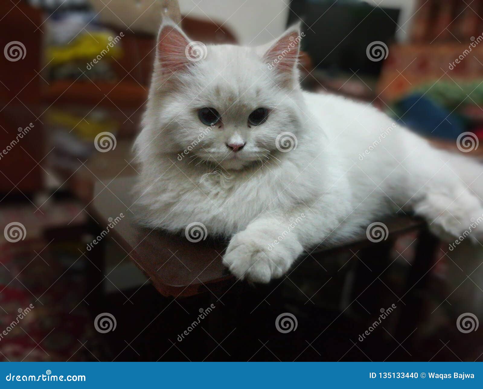 triple coated persian kitten