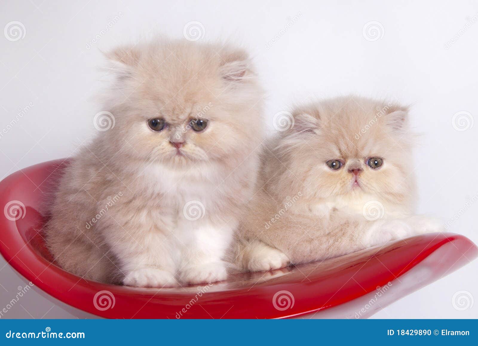Persian cats stock photo. Image of hair, pedigree, pussycat 18429890