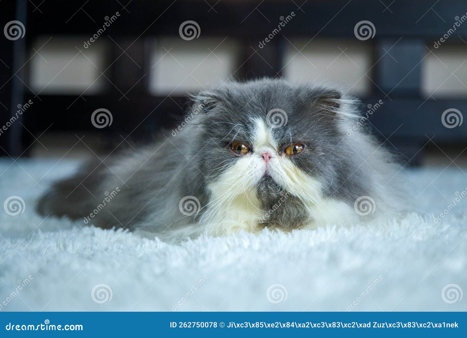 Persian Cats Washed on the Bed Stock Photo Image of animal, space