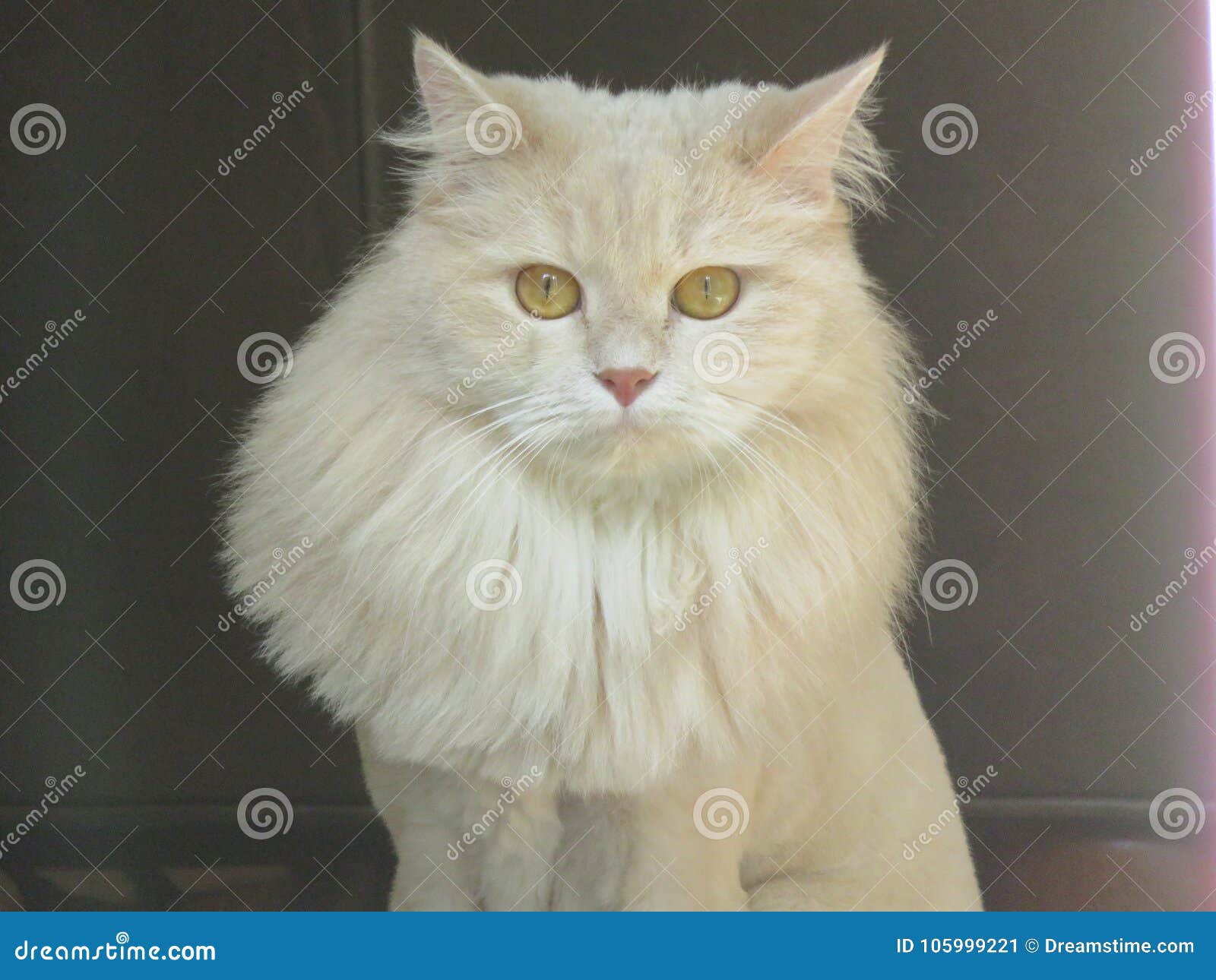 Persian Exotic Mix Cat Stock Image Image Of Large Giant 105999221