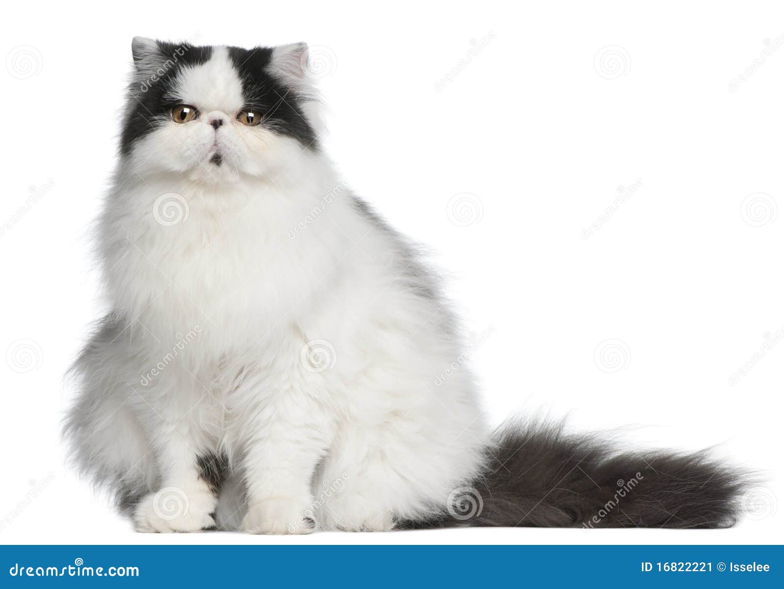 Persian Harlequin Cat, 6 Months Old, Sitting Stock Image Image of