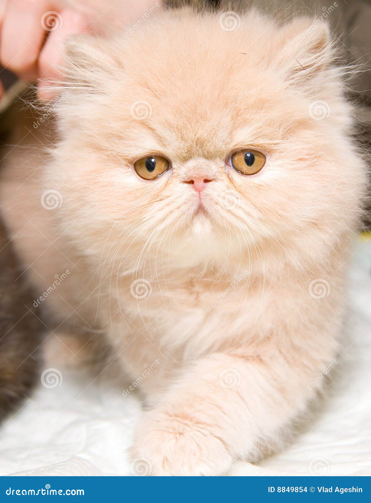 Persian Kitten Stock Images - Image: 8849854