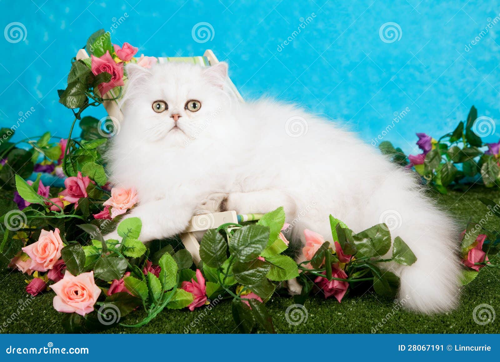 Persian Kitten with Flowers Stock Image Image of looks, chinchilla
