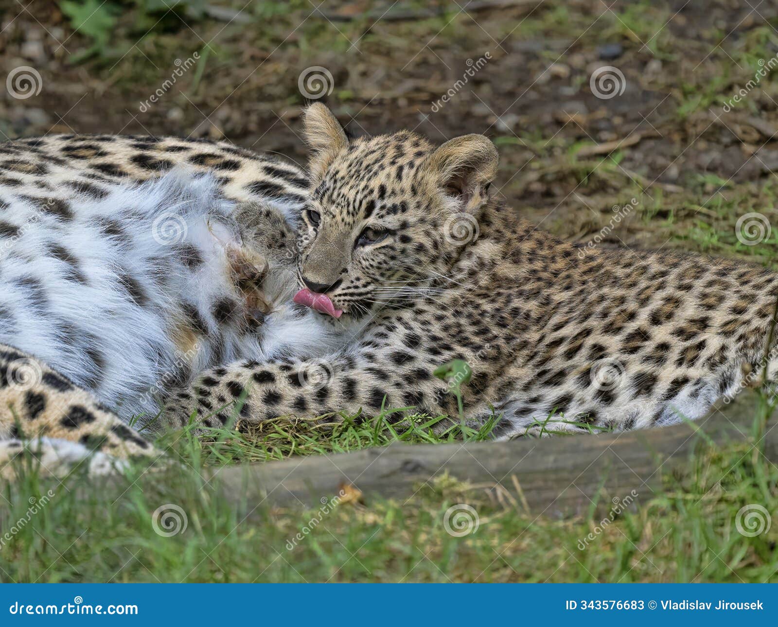 persian leopard cub, panthera pardus saxicolor, lies next to its mother and licks itself