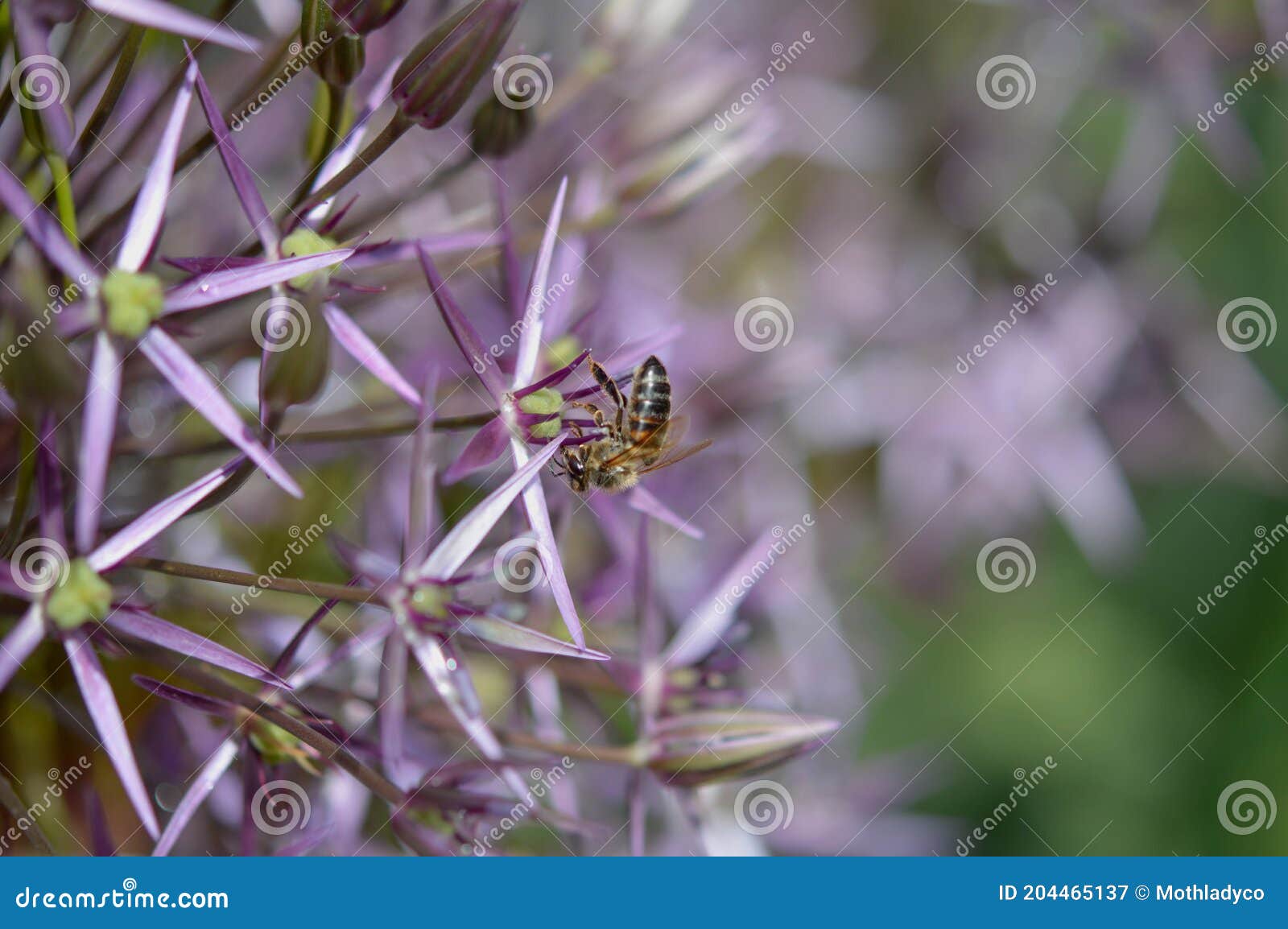 persian onion or star of persia flower and a bee close up