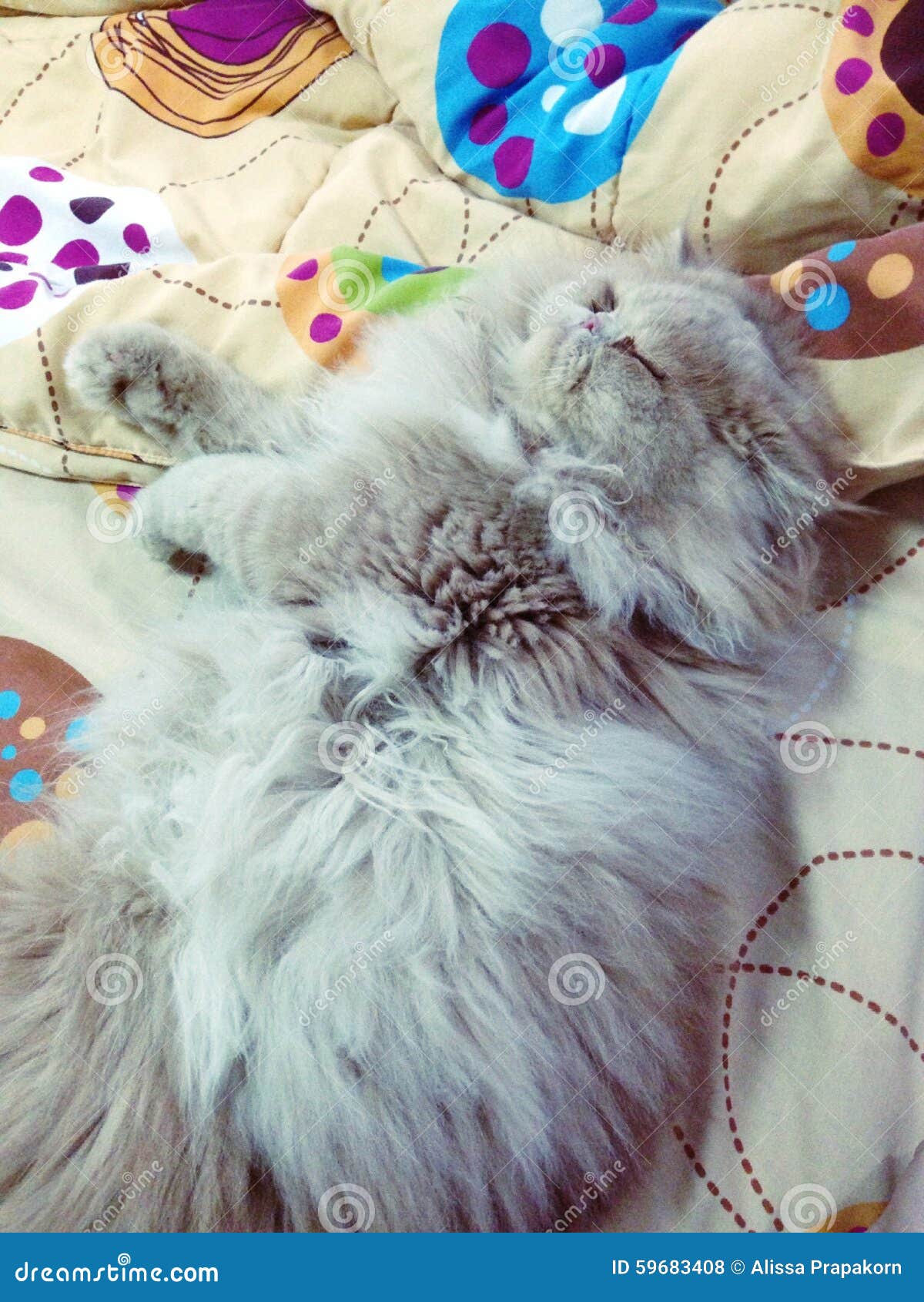 Persian stock photo. Image of persian, cute 59683408